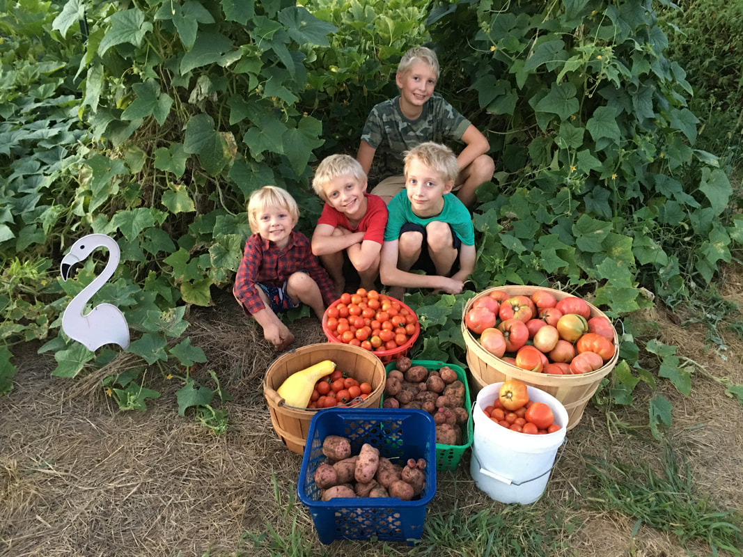 Our boys in the garden with the harvest
